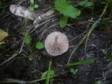 Entoloma neglectum image