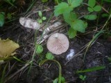 Entoloma neglectum image