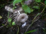 Entoloma neglectum image