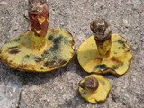 Lanmaoa pseudosensibilis image