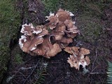 Bondarzewia occidentalis image