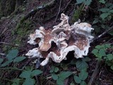 Bondarzewia occidentalis image
