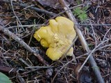 Cantharellus formosus image