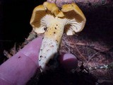 Cantharellus formosus image