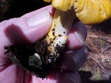Cantharellus formosus image