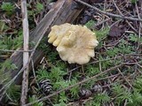 Cantharellus formosus image