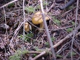 Cantharellus formosus image