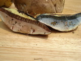 Lanmaoa pseudosensibilis image