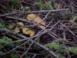 Cantharellus formosus image