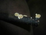 Crepidotus caspari image