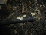 Crepidotus caspari image