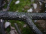 Diaporthe syngenesia image