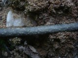 Diaporthe syngenesia image