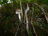 Entoloma juncinum image