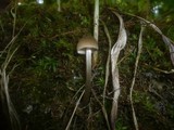 Entoloma juncinum image