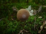 Entoloma juncinum image