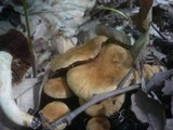 Inocybe dulcamara image
