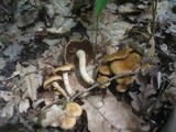 Inocybe dulcamara image