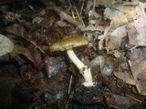 Inocybe mixtilis image