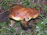 Suillus caerulescens image