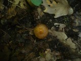 Inocybe mixtilis image