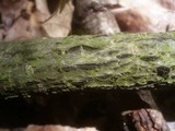 Karstenula rhodostoma image