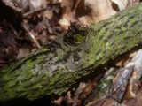 Karstenula rhodostoma image