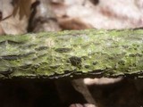 Karstenula rhodostoma image