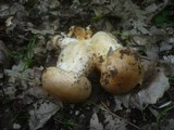 Image of Pogonoloma macrorhizum