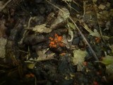Pulvinula carbonaria image