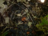 Pulvinula carbonaria image
