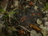 Pulvinula carbonaria image