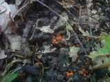 Pulvinula carbonaria image