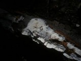 Skeletocutis nivea image