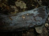 Tulasnella pallida image