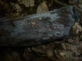 Tulasnella pallida image