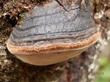 Phellinus tremulae image