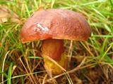 Boletus luridiformis image