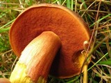 Boletus luridiformis image