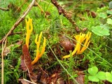 Calocera viscosa image