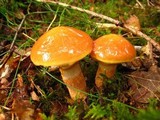 Suillus grevillei image