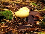 Russula claroflava image