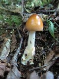 Amanita amerifulva image