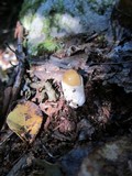 Amanita amerifulva image