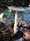 Amanita amerifulva image