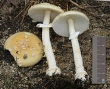 Amanita multisquamosa image