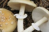 Amanita multisquamosa image