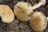 Amanita multisquamosa image