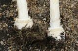 Amanita multisquamosa image