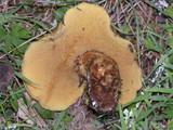 Suillus caerulescens image